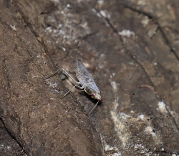 レッドアイ＆グレーボディのハラビロカマキリ （２）_クヌギ-ほったらかしの森_2023年10月3日18時50分気温22.7度